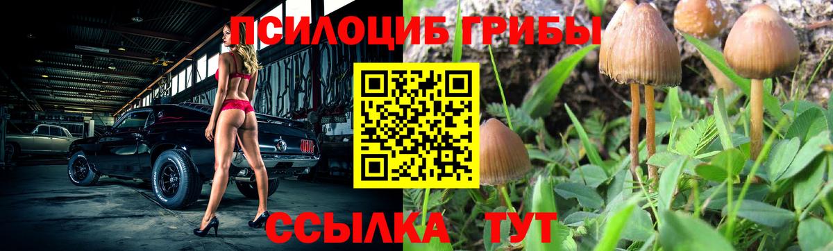 Псилоцибиновые грибы мицелий Карасук